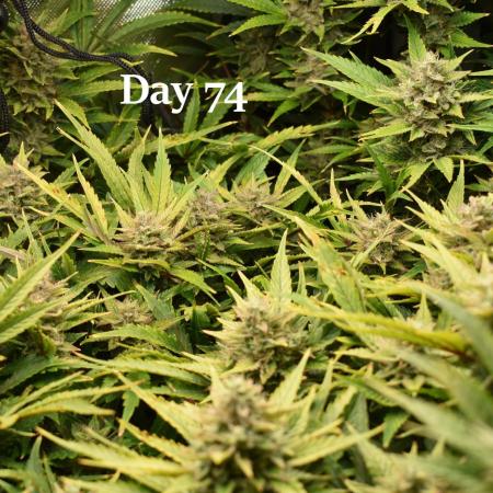 Samsquanch OG F2 / Hoku Seed Co.