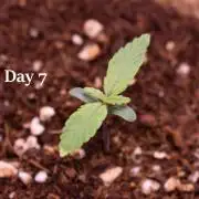 Mango Runtz / Mephisto