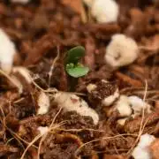 Mango Runtz / Mephisto