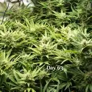 Samsquanch OG F2 / Hoku Seed Co.