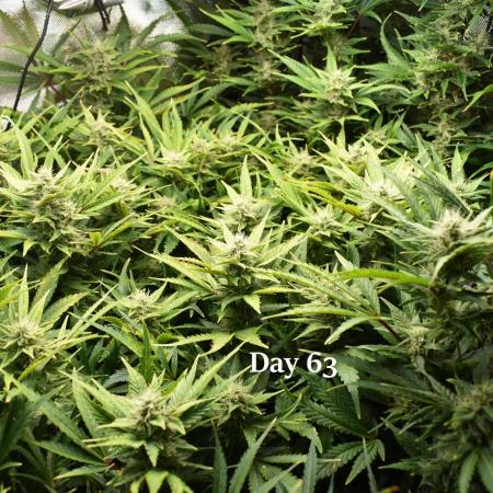 Samsquanch OG F2 / Hoku Seed Co.