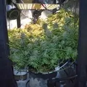 Samsquanch OG F2 / Hoku Seed Co.