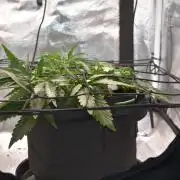 Mango Runtz / Mephisto