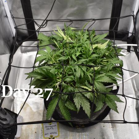 Samsquanch OG F2 / Hoku Seed Co.
