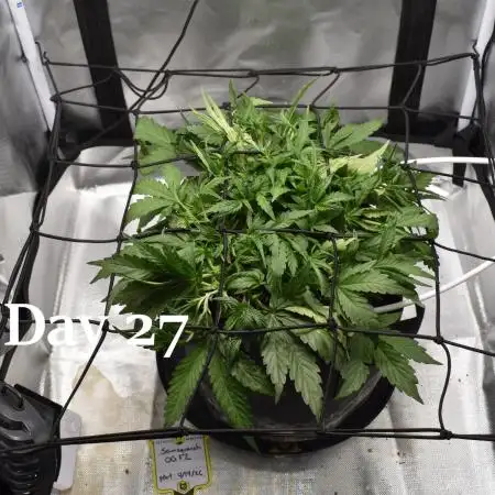 Samsquanch OG F2 / Hoku Seed Co.
