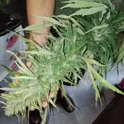 OUTDOOR BEAST