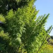 OUTDOOR BEAST