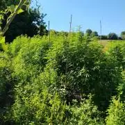 OUTDOOR BEAST