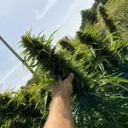 OUTDOOR BEAST