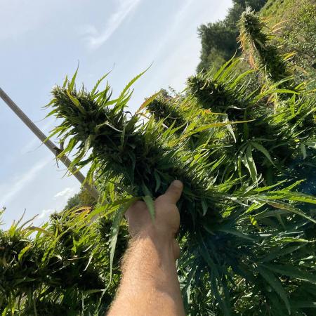 OUTDOOR BEAST