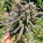 OUTDOOR BEAST