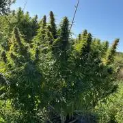OUTDOOR BEAST