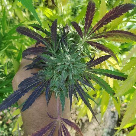 OUTDOOR BEAST