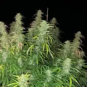 OUTDOOR BEAST