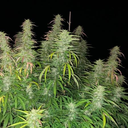 OUTDOOR BEAST