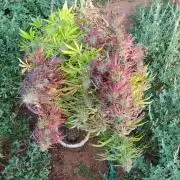 OUTDOOR BEAST