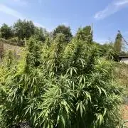 OUTDOOR BEAST