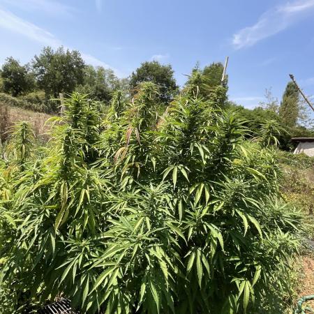 OUTDOOR BEAST