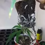 Super Purple Nugghits