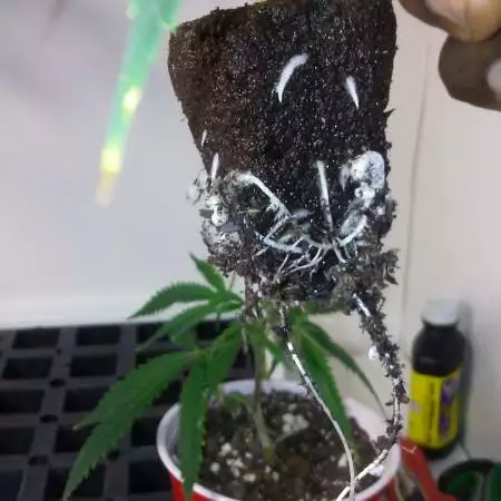 Super Purple Nugghits