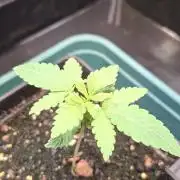 Papaya Jealousy