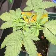 Papaya Jealousy