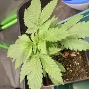 Papaya Jealousy
