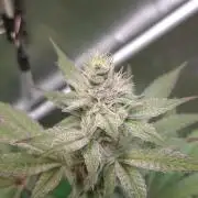 Tropicana Cherry