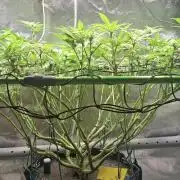 Tropicana Cherry