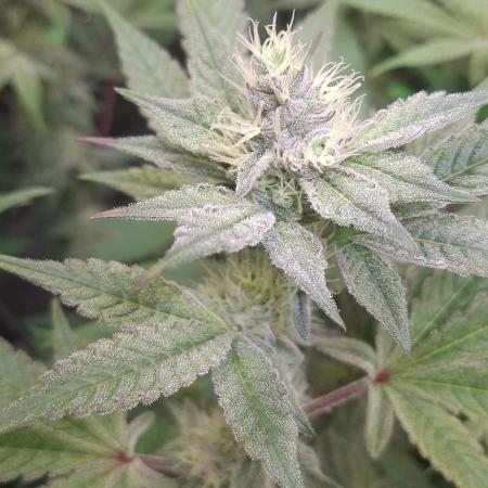 Tropicana Cherry
