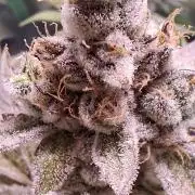 Tropicana Cherry