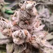 Tropicana Cherry
