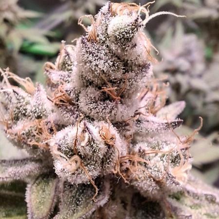 Tropicana Cherry