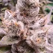 Tropicana Cherry