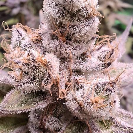 Tropicana Cherry