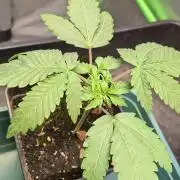 Papaya Jealousy