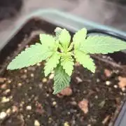Papaya Jealousy
