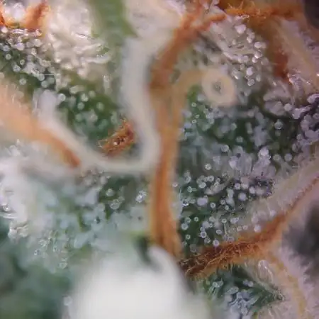 White Gorilla Haze/White Label