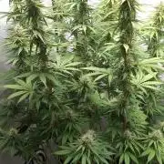 Blue Gelato 41 Barneys Farm