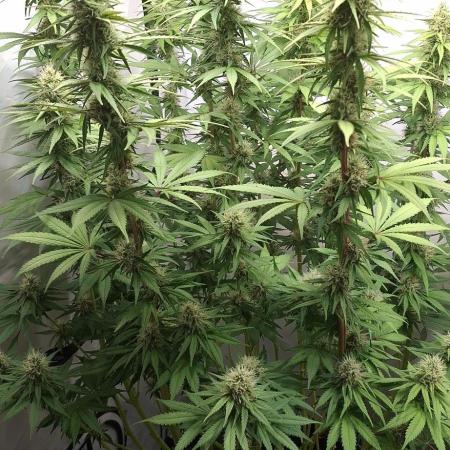 Blue Gelato 41 Barneys Farm