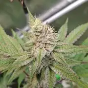Tropicana Cherry