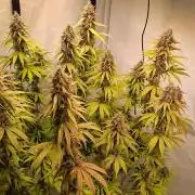 Blue Gelato 41 Barneys Farm