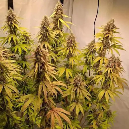Blue Gelato 41 Barneys Farm