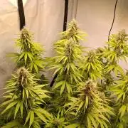 Blue Gelato 41 Barneys Farm