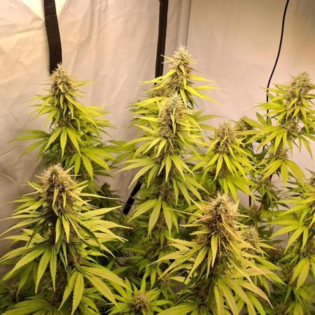 Blue Gelato 41 Barneys Farm