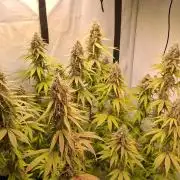 Blue Gelato 41 Barneys Farm
