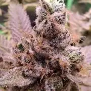 Tropicana Cherry