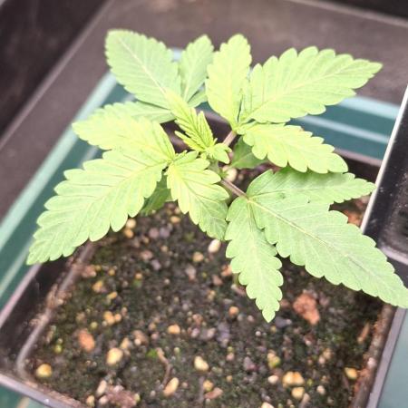 Papaya Jealousy