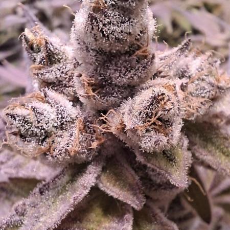 Tropicana Cherry