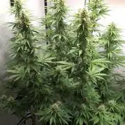 Blue Gelato 41 Barneys Farm
